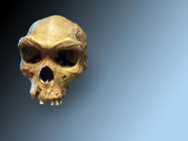 ネアンデル タール人の頭骨 — ストック写真