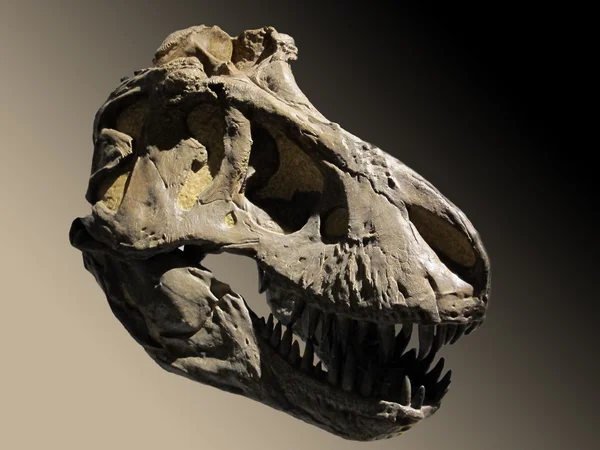 두개골 화석 공룡 — 스톡 사진