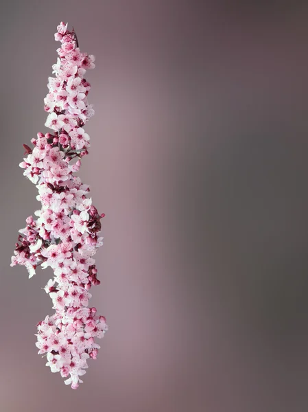 Strip of flowers of prumo — Stock Photo, Image