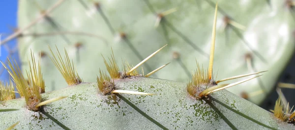 Detail of thorns of prickly pear — Stock Photo, Image