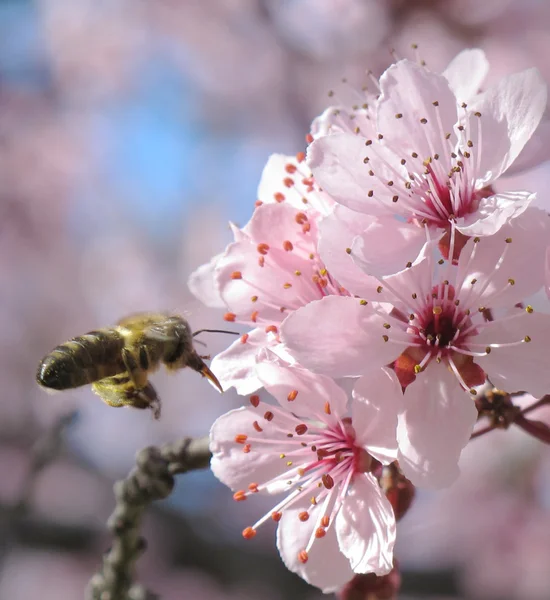 Бджола наближення квітка — стокове фото