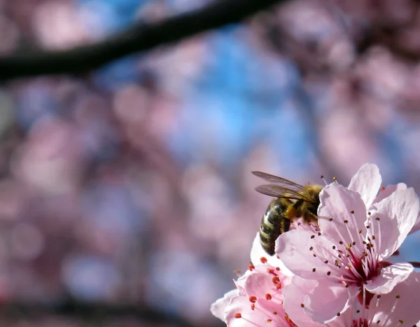 A shy bee — Stock Photo, Image