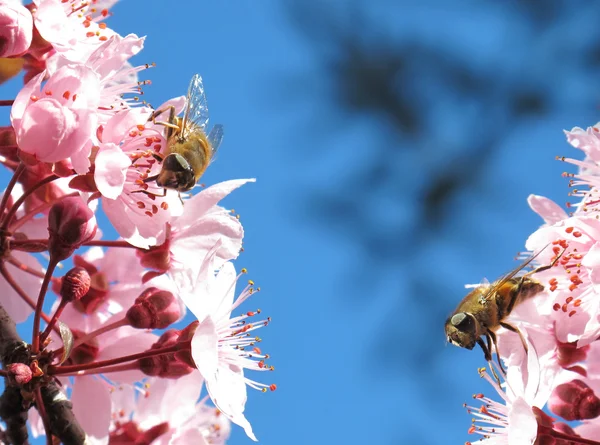 Duas abelhas comendo — Fotografia de Stock