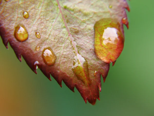 Uma folha com gotas de chuva — Fotografia de Stock