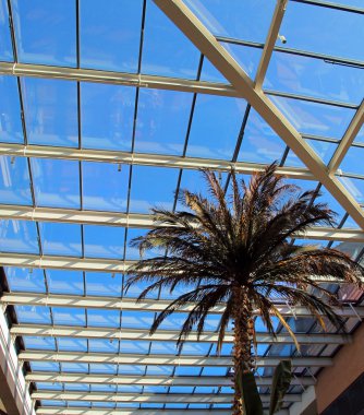 Palm tree within a shopping center clipart