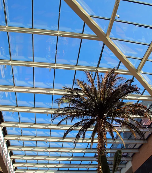 Palmier dans un centre commercial — Photo
