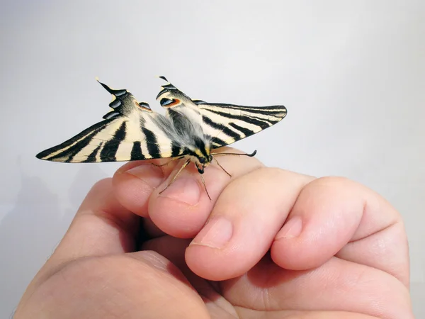 Butterfly put with confidence in a hand — Stock Photo, Image