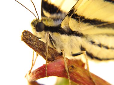 Başın çok büyük siyah gözlü bir kelebeğin makro