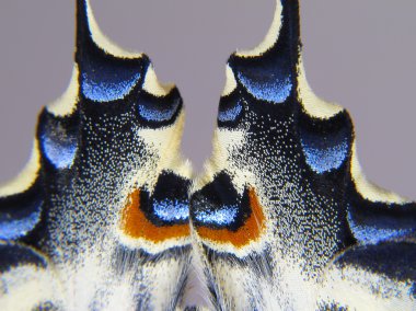 Ne yazık ki de una mariposa tr makro para fondo o textura