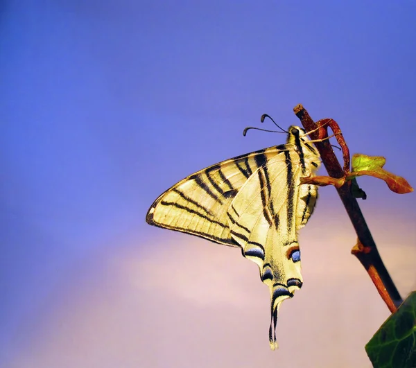 Borboleta Papilio Machaon em um ramo de hera rural — Fotografia de Stock