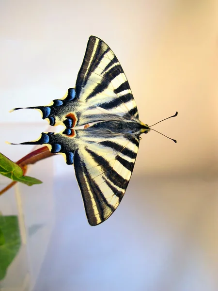 Met de lalas uitgebreid op een tak Butterfly — Stockfoto