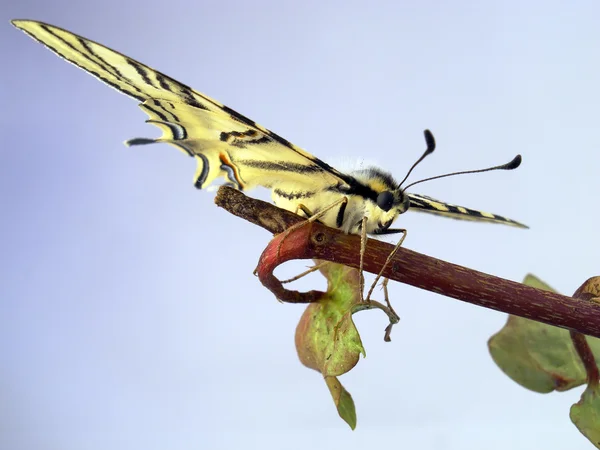 Vlinder zetten met vertrouwen in een hand — Stockfoto