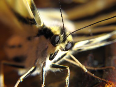 de voorgrond van vlinder papilio machaon