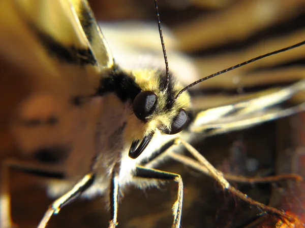 Der Vordergrund des Schmetterlings papilio machaon — Stockfoto
