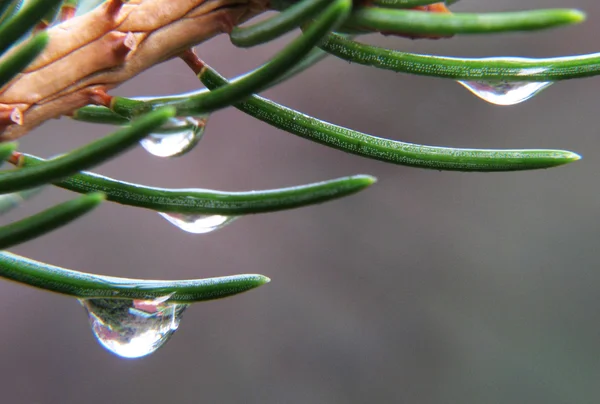 Folhas perenes com gotas de chuva — Fotografia de Stock