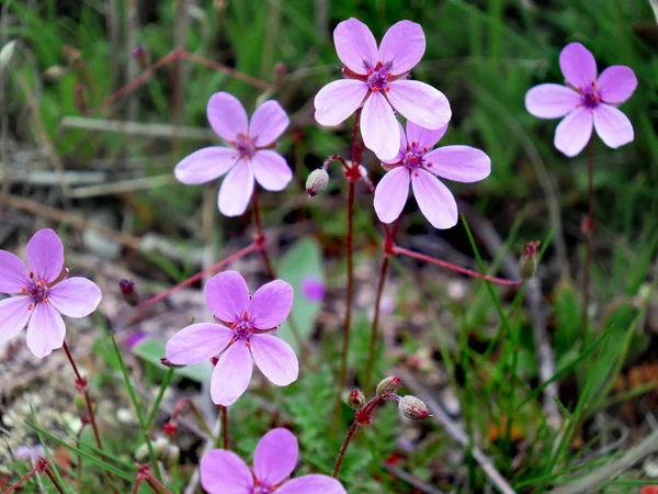 stock image Lilac flowers