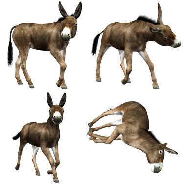 Eşek