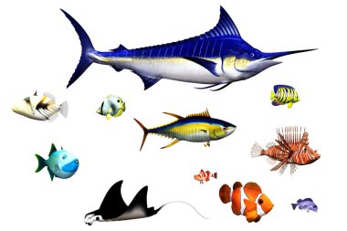 Fish species clipart