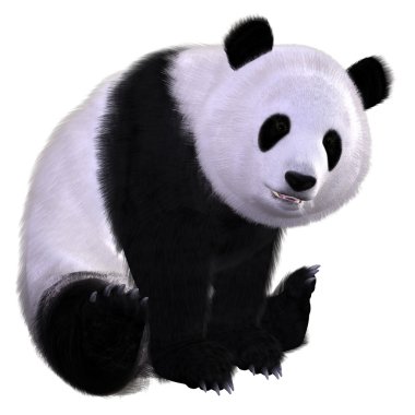 Panda bear clipart