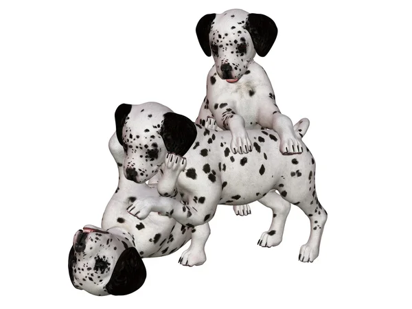 Dalmatian puppies — Stock Photo, Image