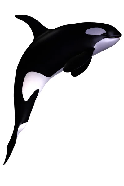 Killer whale — Stock Photo, Image