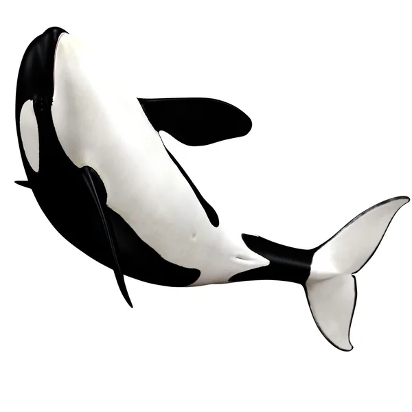 Baleia assassina — Fotografia de Stock