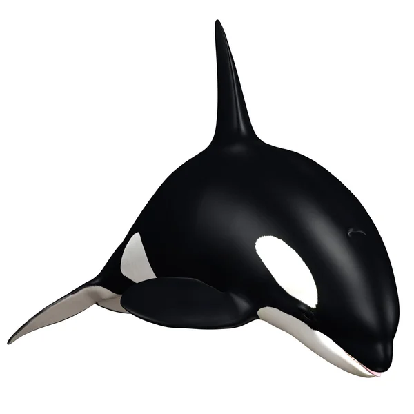 Φάλαινα δολοφόνος — Φωτογραφία Αρχείου