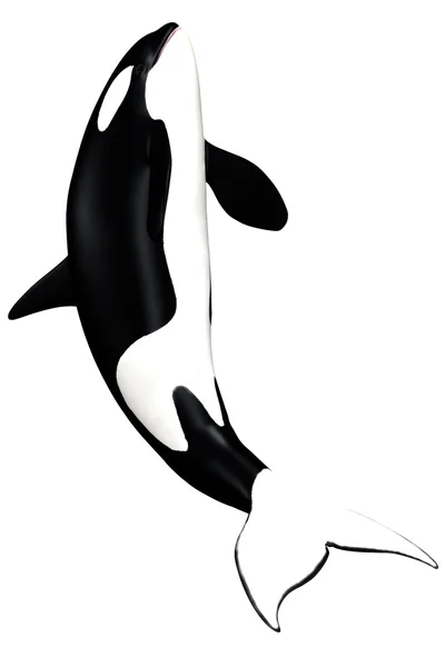 キラークジラ — ストック写真