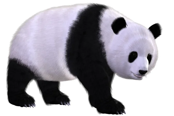 Niedźwiedź panda — Zdjęcie stockowe