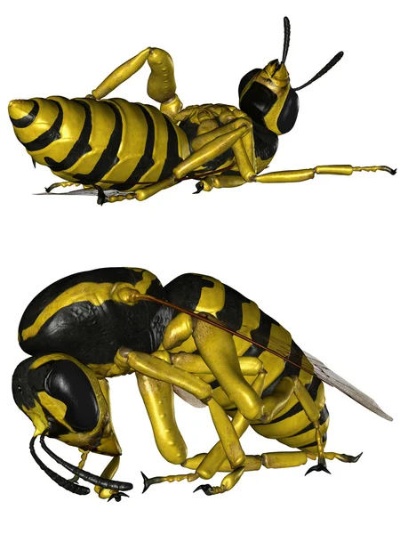 The wasp — Stock Photo, Image