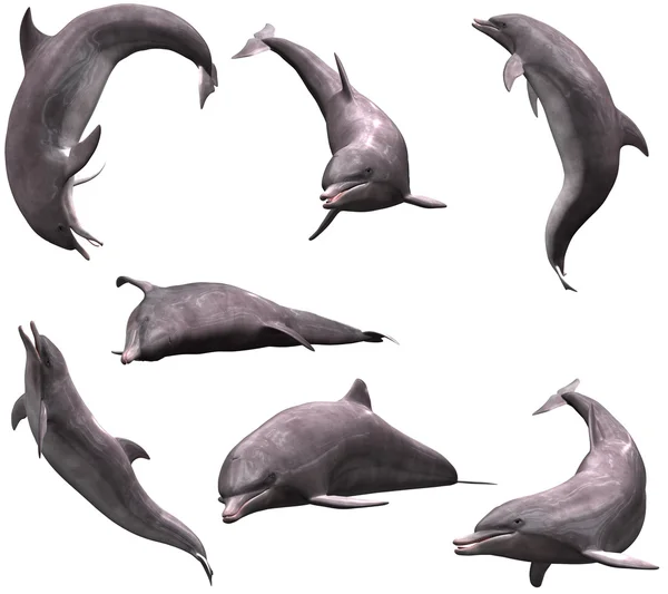 Delfini Immagine Stock