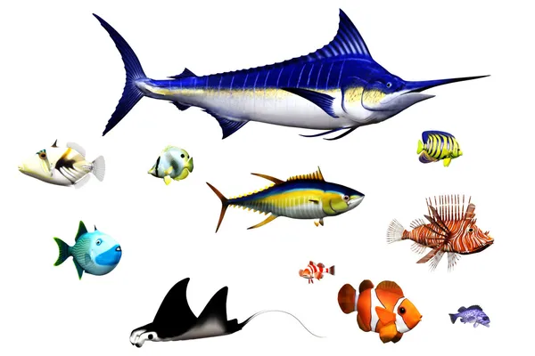 Especies de peces Imagen de stock