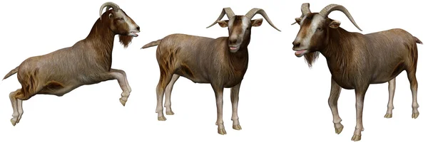 Şirin keçi — Stok fotoğraf
