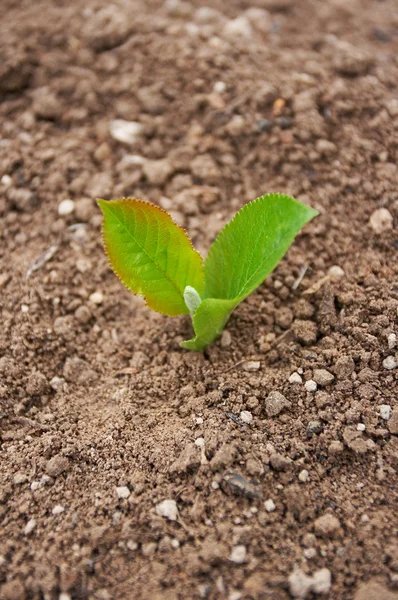 Grüne Pflanze im Boden — Stockfoto