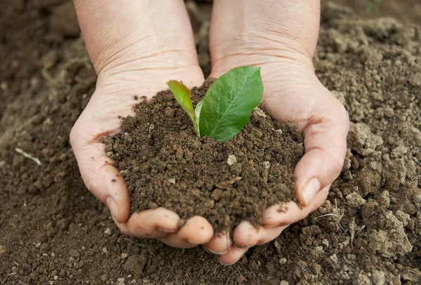 Почва с растением в руках человека — стоковое фото