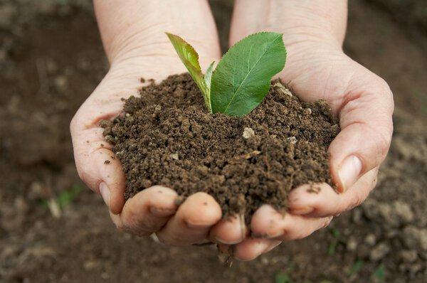 Soil with plant in a human hands
