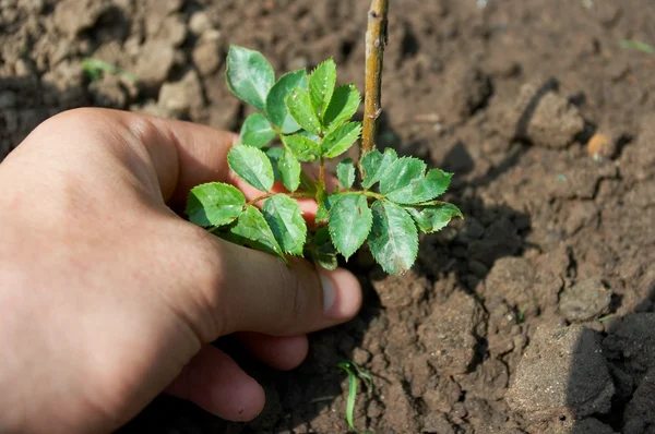 Почва с растением в руках человека — стоковое фото