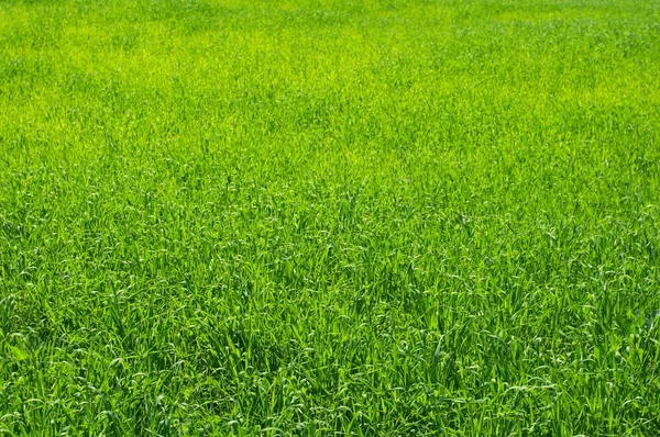 Stock image Green grass