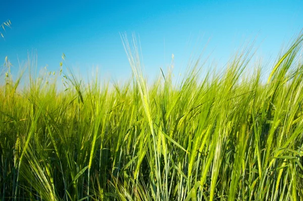 stock image Field with ear