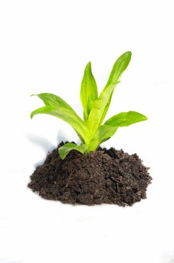 Green plant in ground clipart