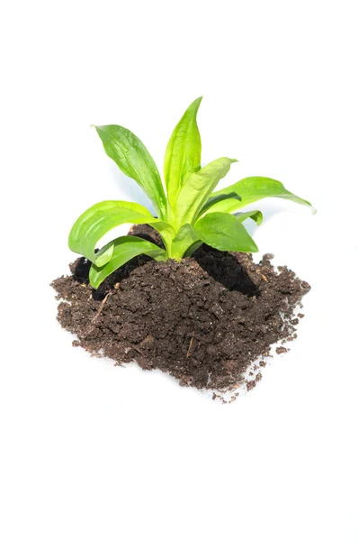 Plante verte dans le sol — Photo