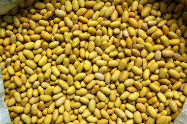 Kuru fasulye desen doku arka plan