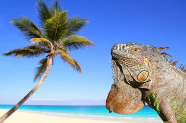 Meksikalı iguana tropikal Karayipler Beach