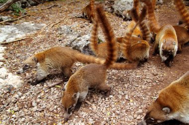 Coati ring Tailed Nasua Narica animal clipart