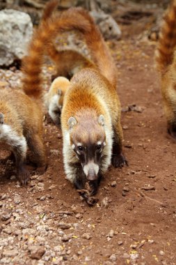 coati halka kuyruklu nasua narica animal