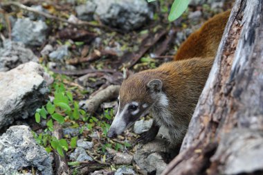 coati halka kuyruklu nasua narica animal