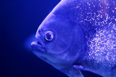 Fish piranha macro face detail blue color water clipart