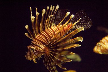 pterois antennata kanatlı firefish lionfish düzensiz