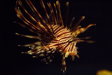 pterois antennata kanatlı firefish lionfish düzensiz