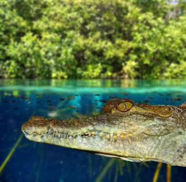 Crocodile cayman swimming in mangrove swamp clipart